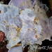 frogfish_giant_cr_hsb_r_h_0094_kom1961.jpg